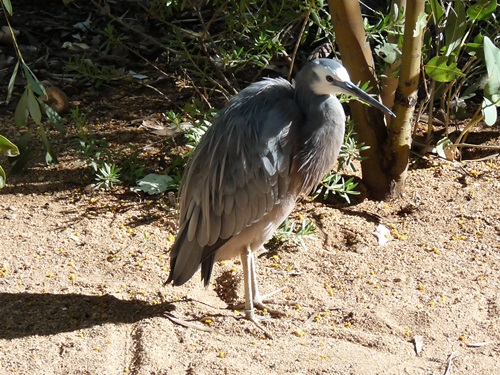 Wei&szlig;gesichtsreiher